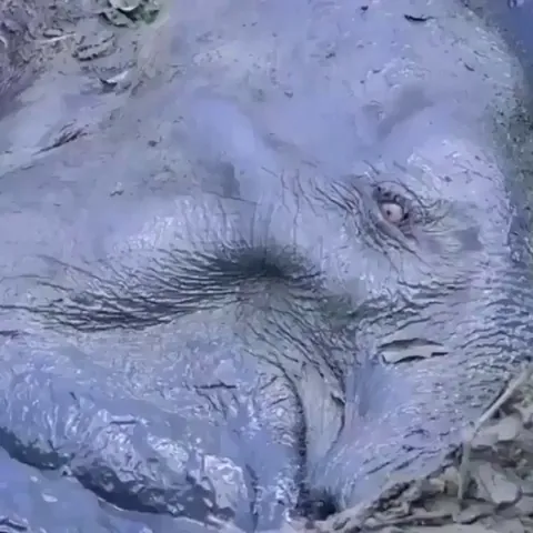 These rangers working together to save an Elephant stuck in mud