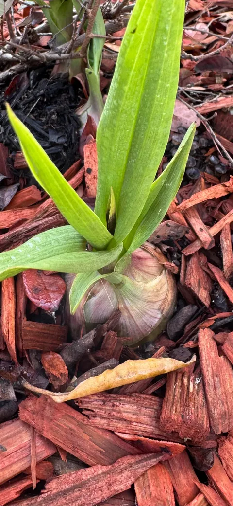 Plant with large bulb appearing in flower bed-what is it?