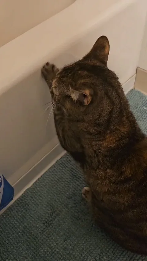 Not sure what beef she has with the tub but she's relentless 