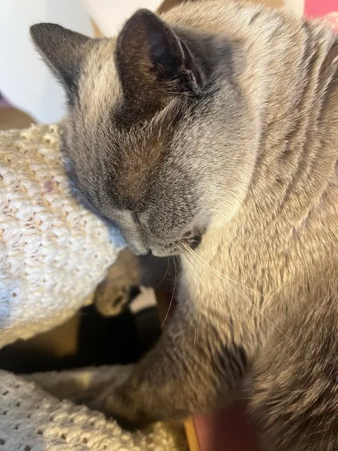 Update: I adopted Susie