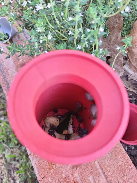 Solving My Pill Bug Problem Through Aggressive Hospitality