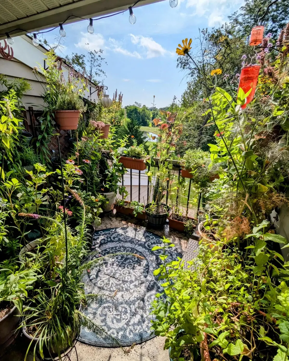 My Apartment Balcony- Year 3 (All Four Seasons 2024)