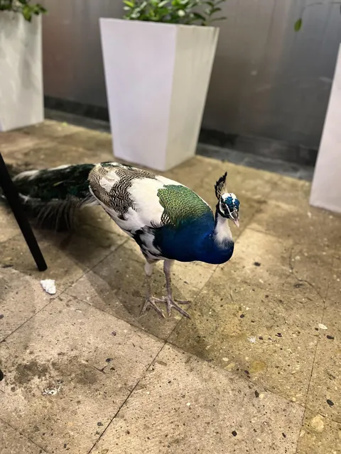 Saw a pretty cool peacock in Mexico