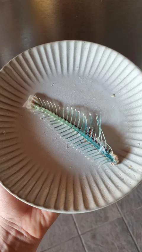 Caught and ate a fish and the skeleton is blue.