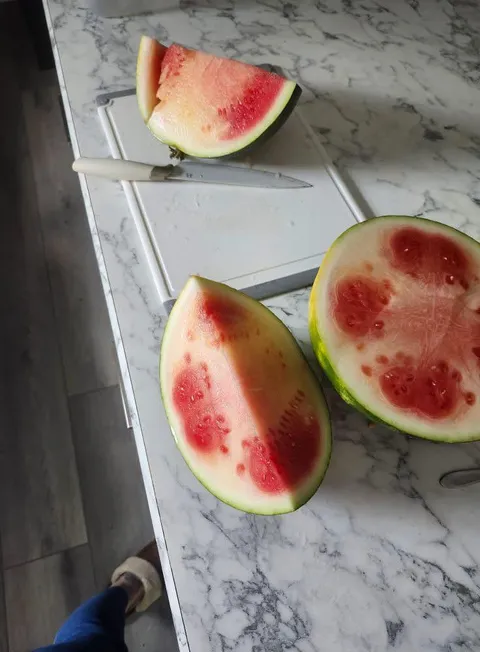 This weird watermelon has four distinct fruit areas inside instead of one