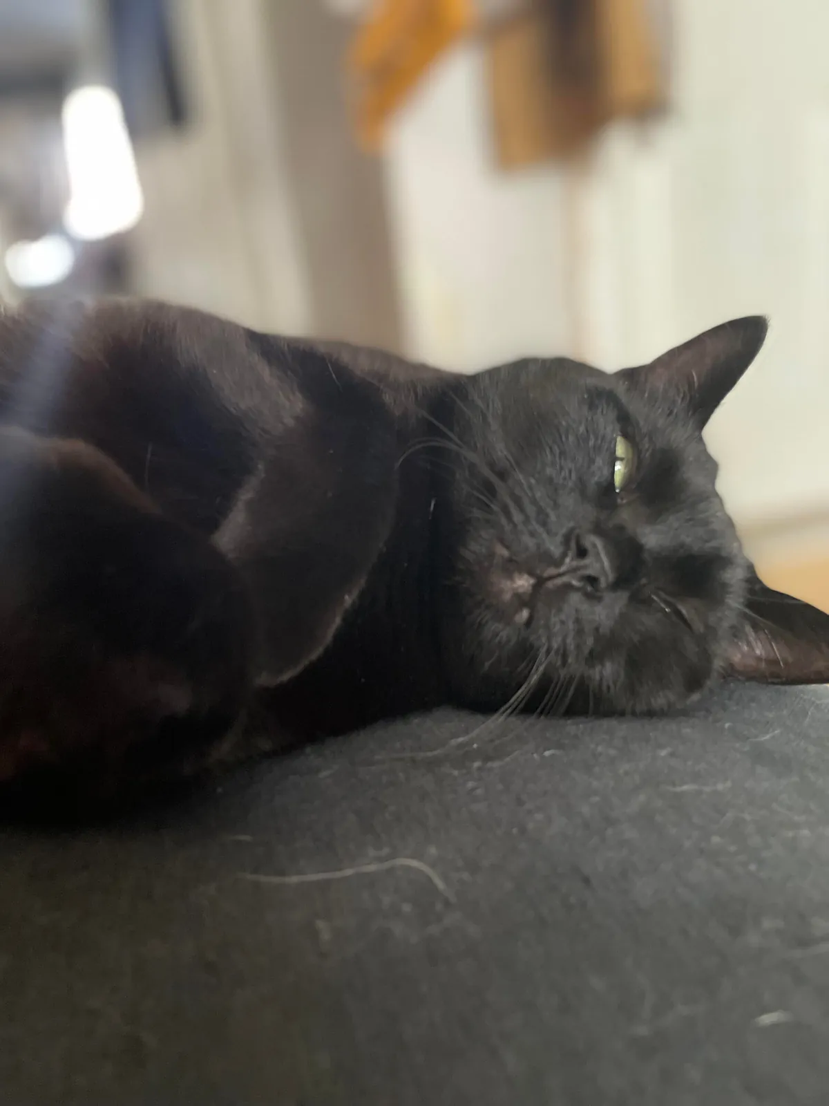 Dexters getting ready to cross into the afterlife, please send good vibes for his final days 🖤