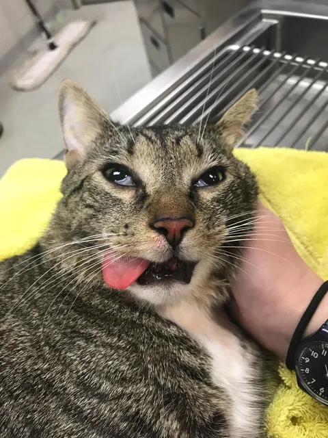 PsBattle: Waking up after anesthesia