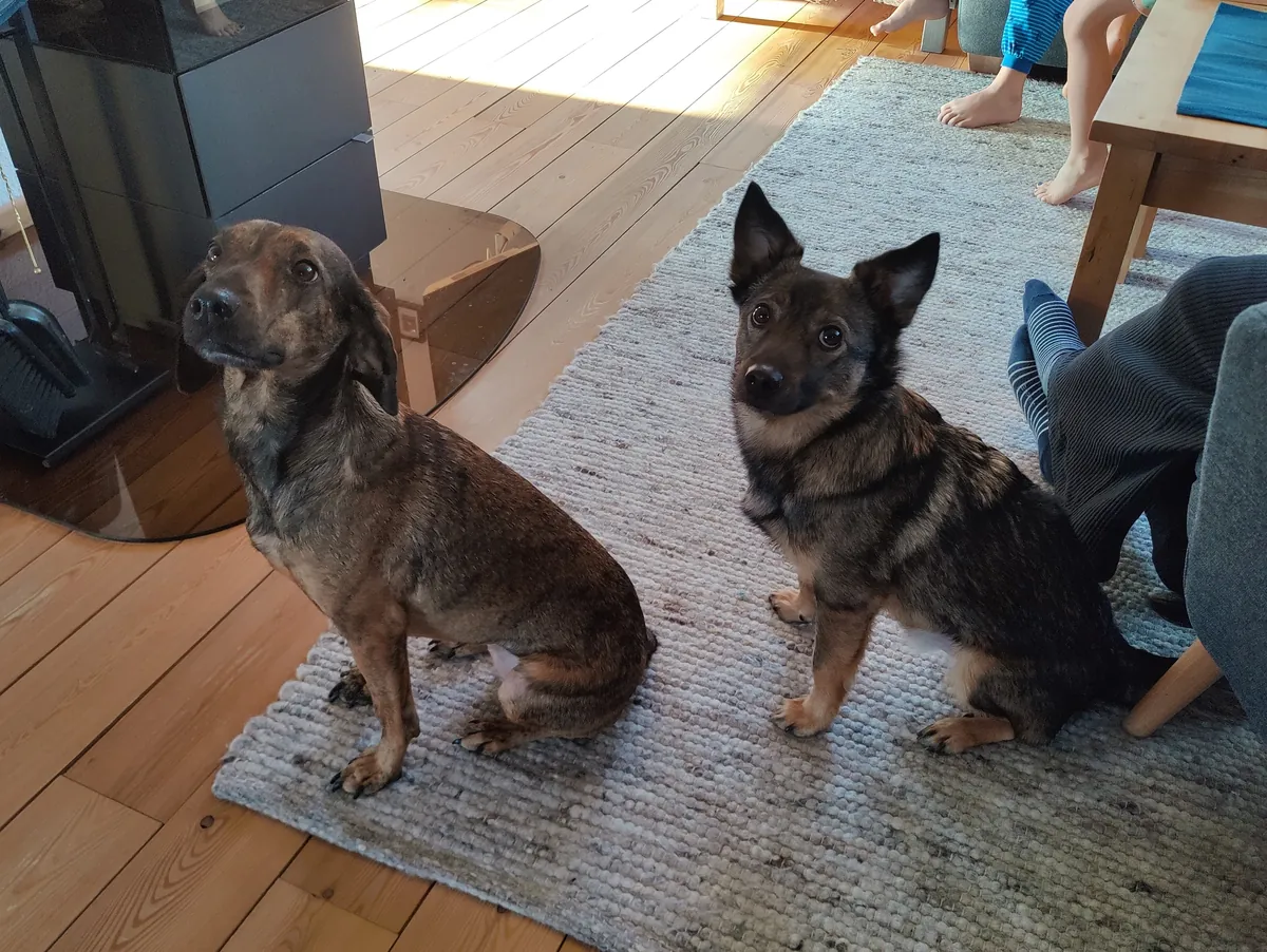 From killing center in romania to family and friends in germany.