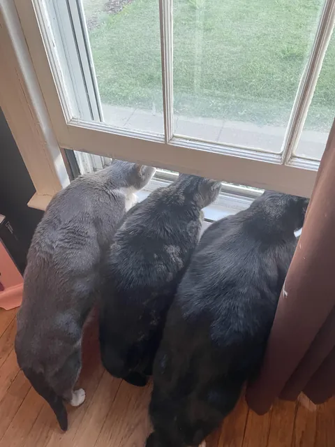 All three cats absolutely love open windows, especially when birds or squirrels are right outside