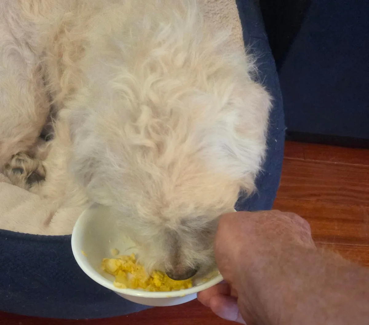 Linus and Lucy are feeling better about their new home.