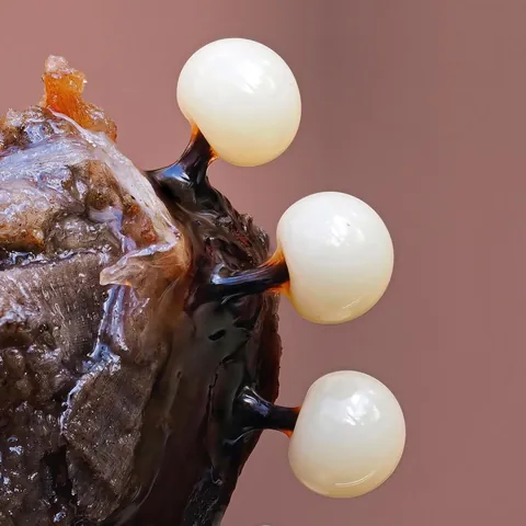 🔥 The infinitesimal, alien world of slime molds 🔥