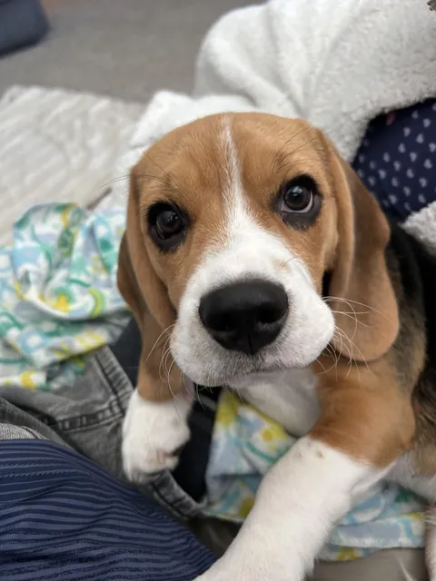 Hello, can you spare a moment for cuddles and pats?