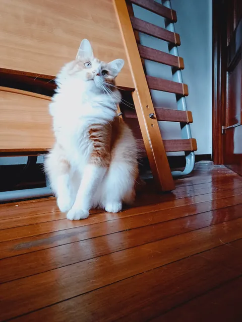 I adopted this stray kitten because he became friends with my dog.