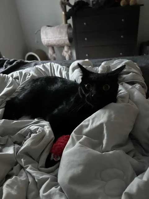 Almost Every Morning My Youngest Void Brings Me a Red Mouse and Stares at Me Until I Get Outta Bed.