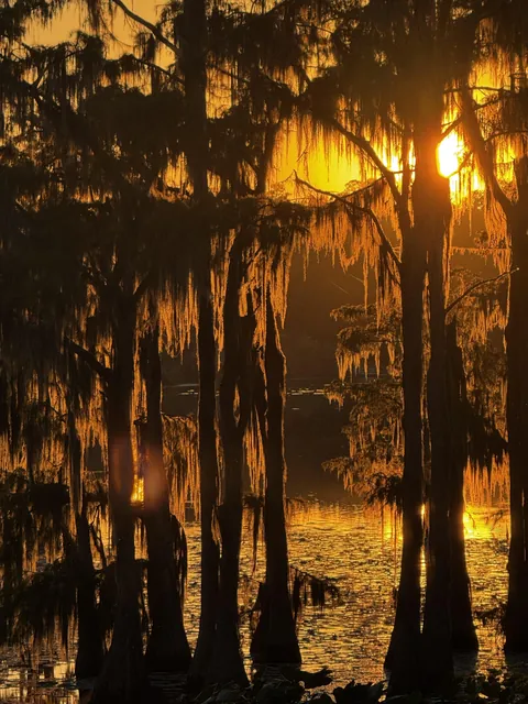 Golden light in the swamp
