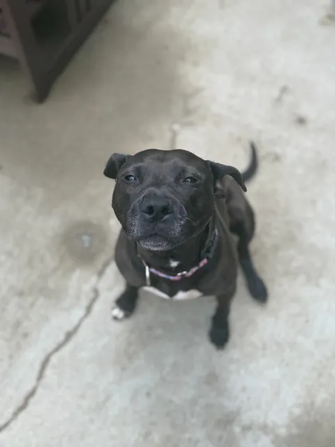 2 weeks with us vs. 2 years in the shelter. I think Waffles is loving home life. 💛