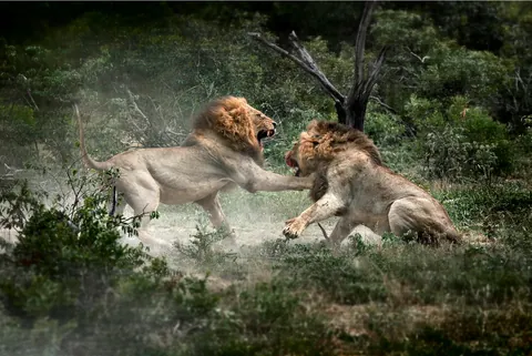 Paddy Hagelthorn captured Rasta and Mr. T, of the legendary Mapogo coalition, locked in a violent clash.