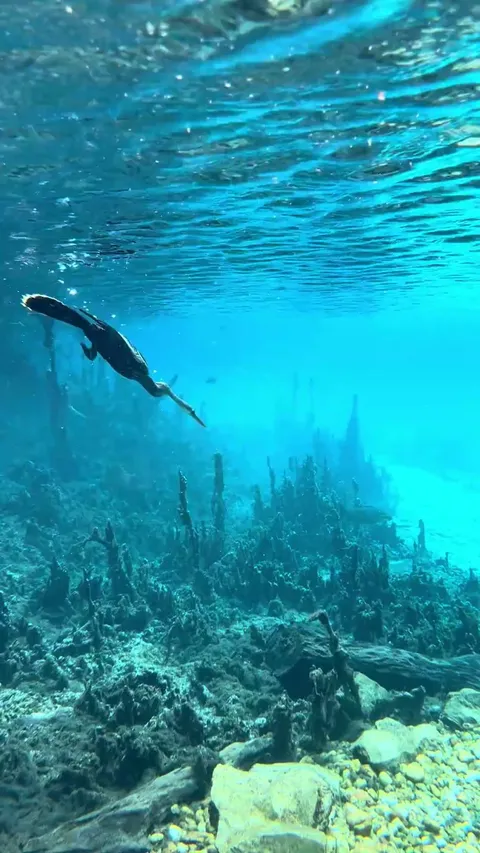 🔥Water Turkey on the Hunt