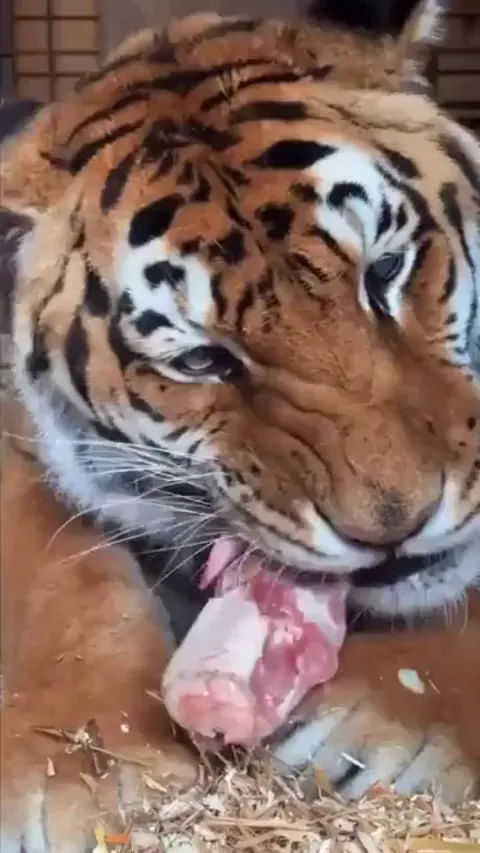 Zoo Tiger Enjoying a Meal *Crunch* *Crunch* *Crunch*