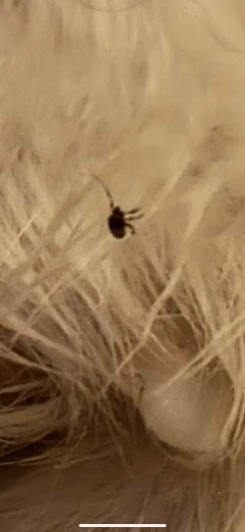 My dog went outside to pee, dug up an ant hill, then promptly got back in my bed