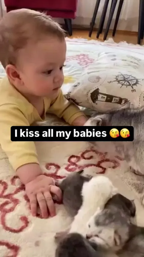 Mama cat kisses all her babies.