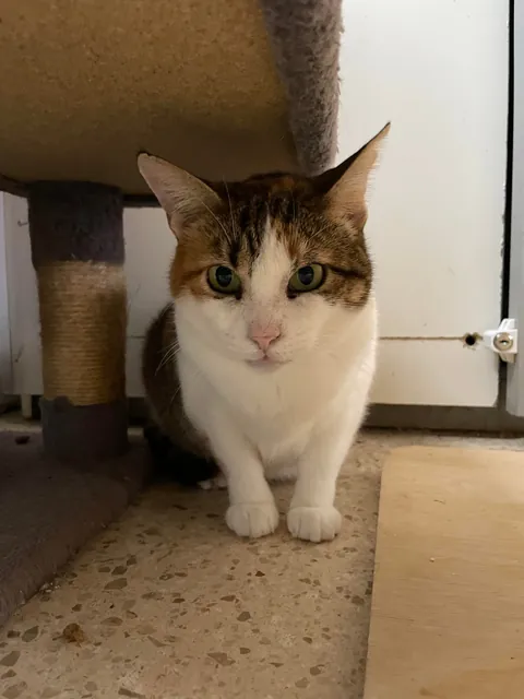 Weekly shelter volunteer: cleaner, not feeder