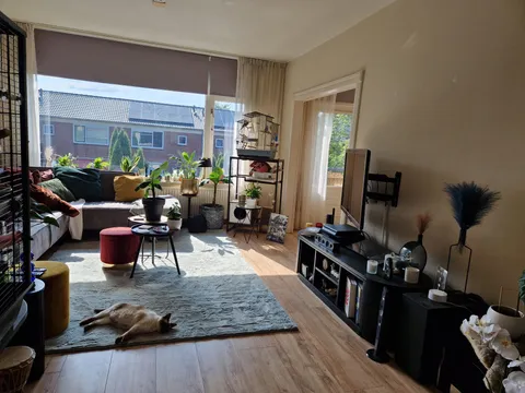 Finally got a rug to tie our living room together