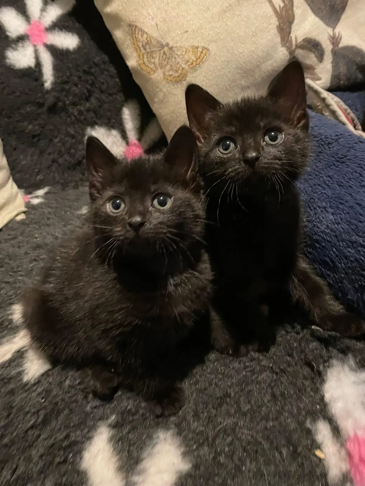 The cutest little twosome 😍