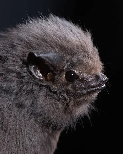 🔥Bats come in different sizes and shapes 🔥