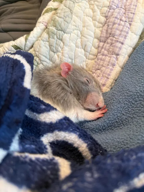 the sleepiest boy in the world