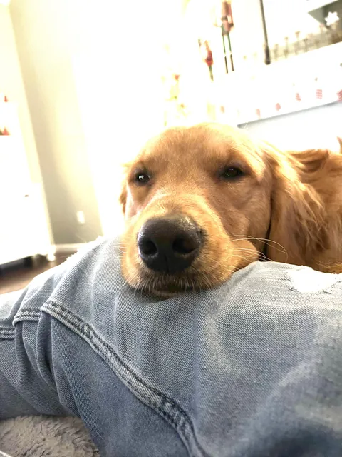 Say hi to Magoo. Say hi to Magoozle. He looks like a dog. But he’s made out of noodles.