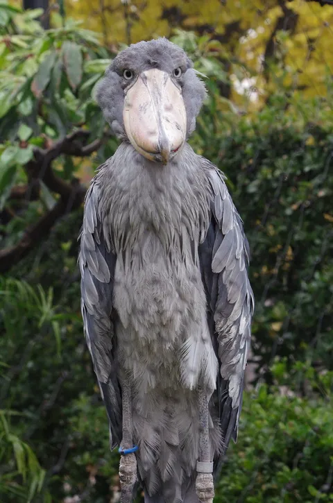 PsBattle: This shoe-billed stork standing.