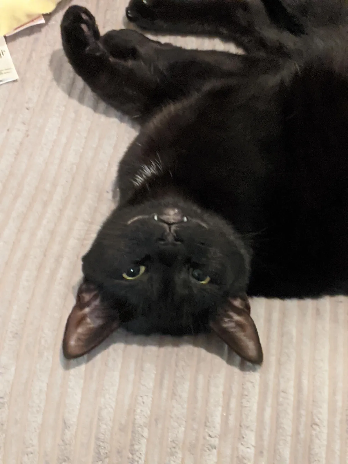 Had to say goodbye to Luna today. Thought I would share some photos from her 6 years on the earth