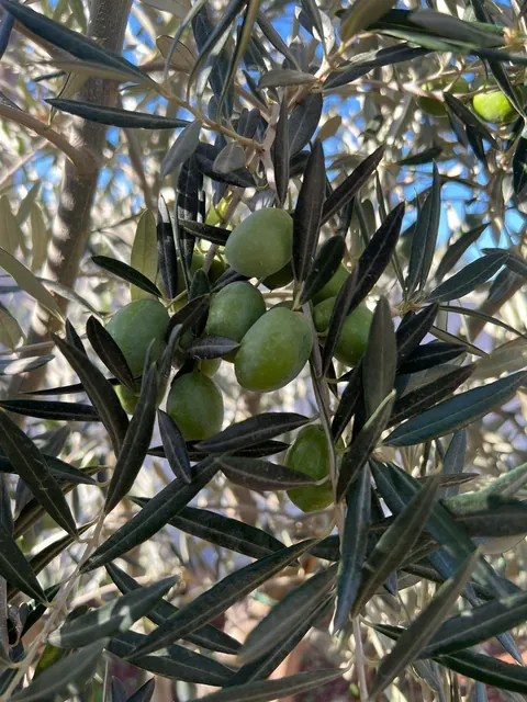 Everything my fruit garden produced this year. I’m so grateful 
