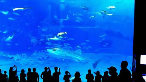 Camera flash causes tuna to crash into aquarium glass