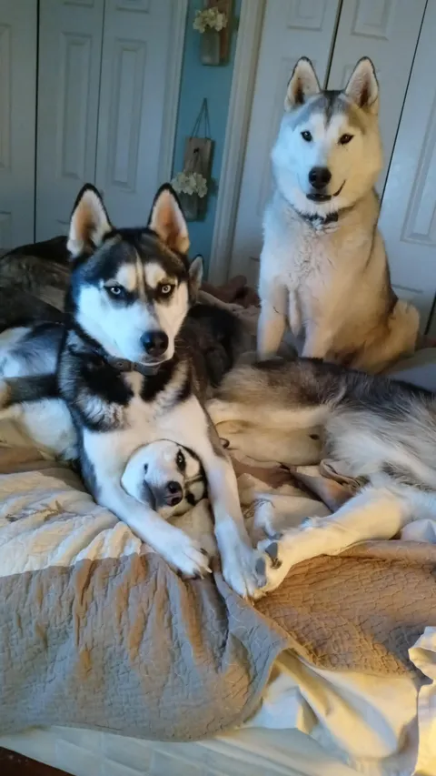I posted this is r/huskies but I think it belongs here too!
