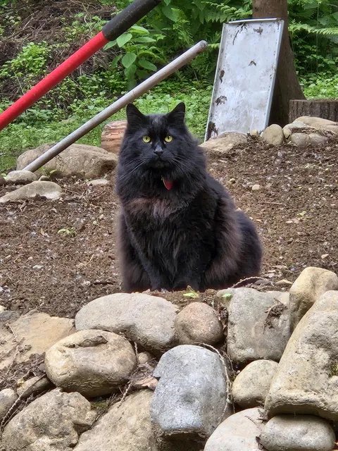 I had to share a picture of my boy Roarke, he's so handsome, at least to me he is, lol. 