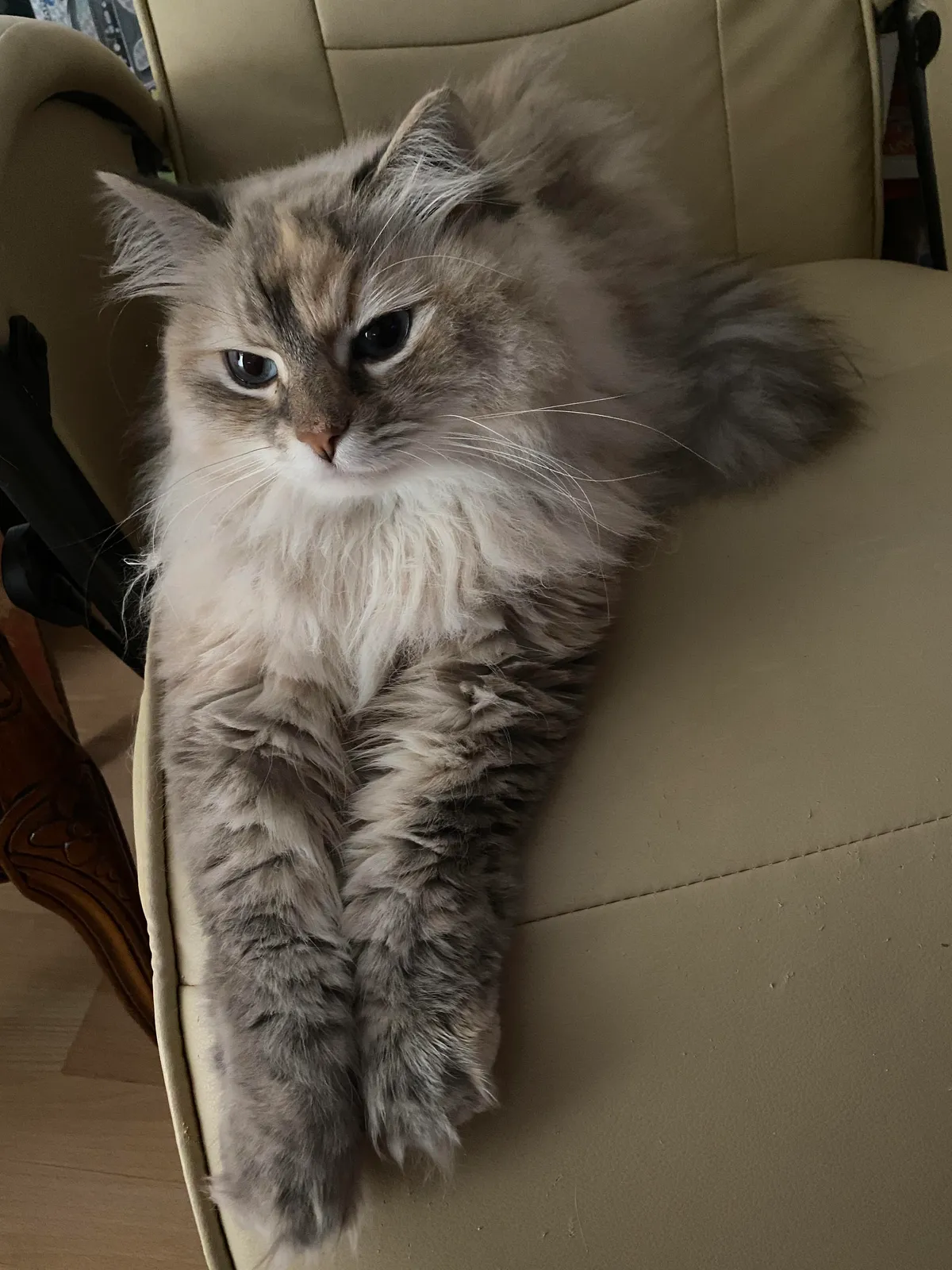 My neighbours left town permanently and forgot their cat… I guess I own a cat now? They always said she had a pedigree but seeing as I hated them, can anyone give me any clues as to what breeds to look at? I want to read up on the breed to become a better owner …