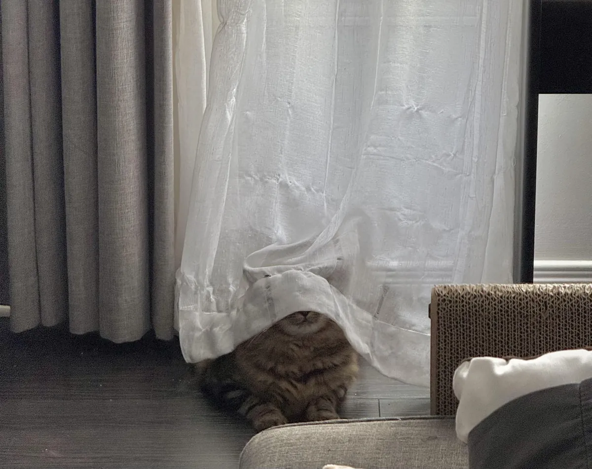 This boy really thinks he’s being stealthy…