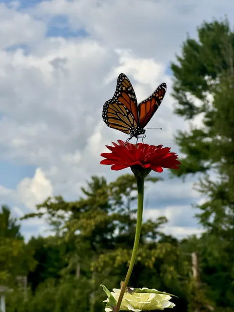 Got a fun butterfly pic!