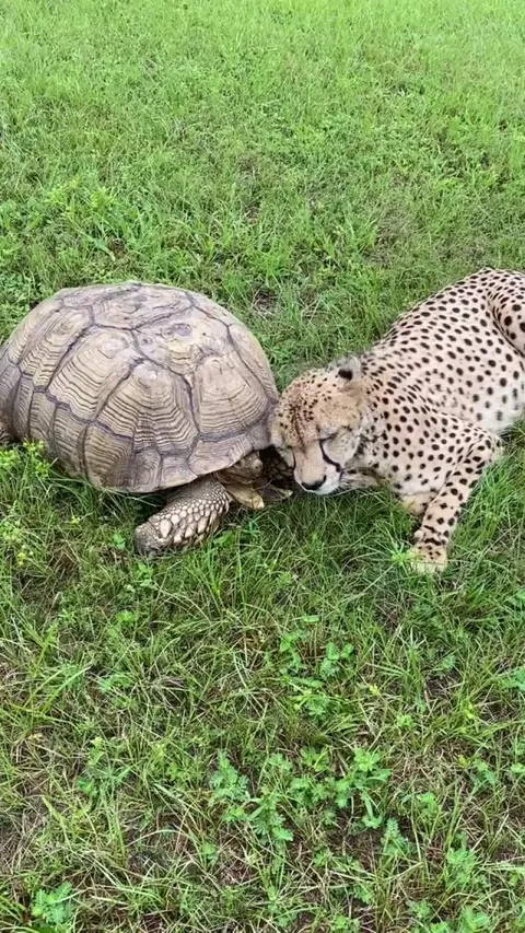 Tuesday the cheetah and her emotional support tortoise Penzi