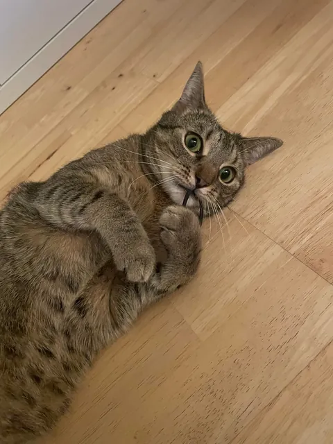 In love with hair ties.