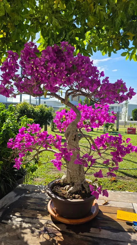 My Potted Bougainvillea (Bonsai) in Flower.