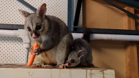 Mother possum and baby in shed. Baby steals the carrot