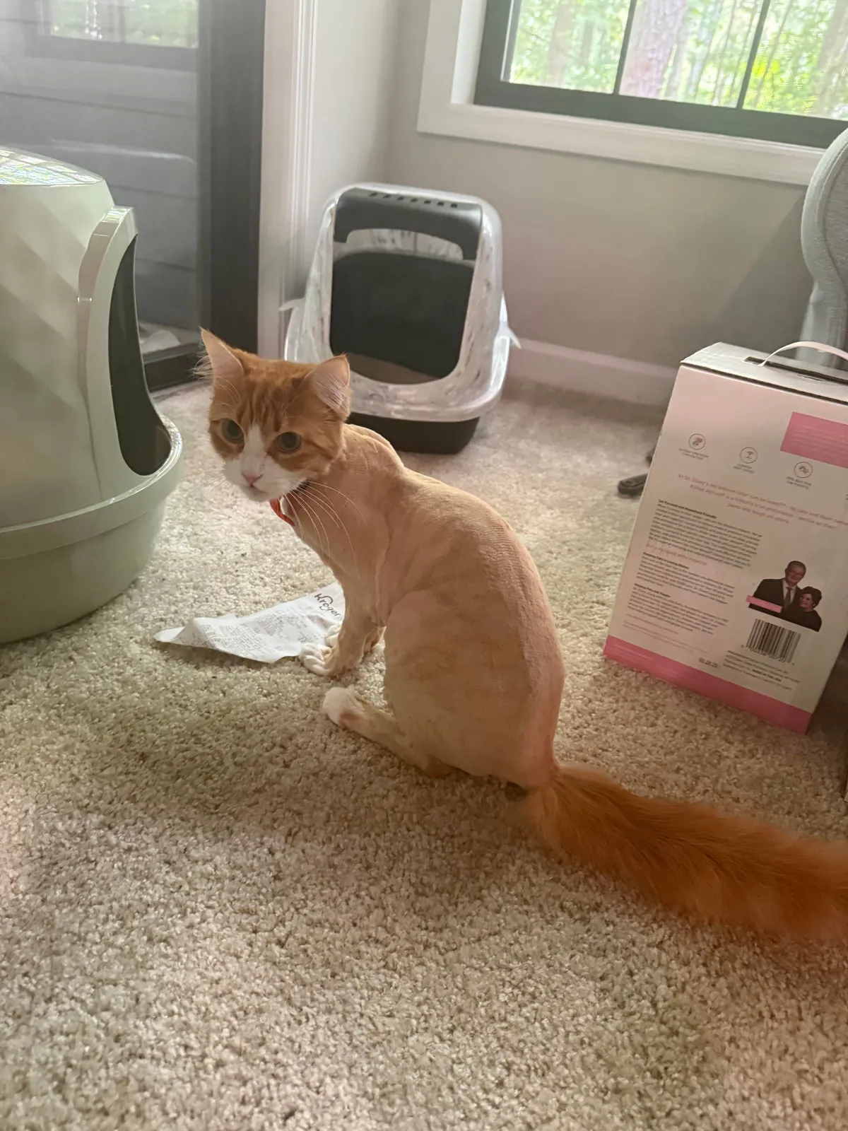 Didn’t know what a lion cut was