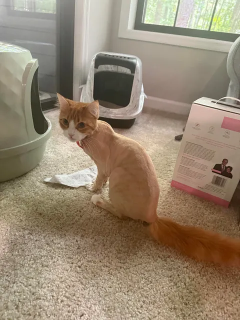 Didn’t know what a lion cut was