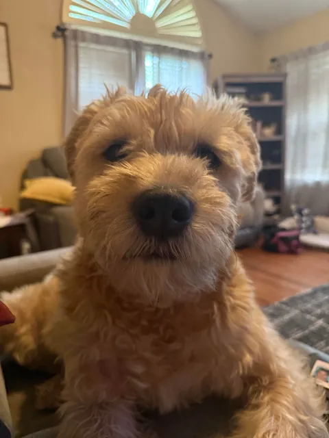 My boxerdoodle - half boxer half standard poodle