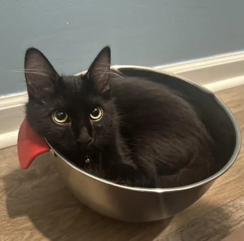 Was sick last night. Kurayami stole my emergency yak bowl