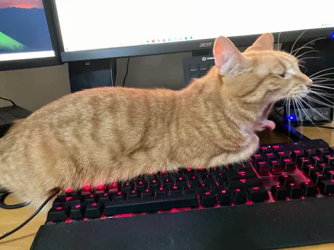 Just make yourself comfortable, Dweezil