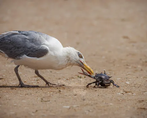 Duel between a Gull and a crab defending her eggs.
